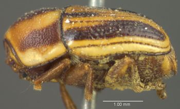 Media type: image;   Entomology 8396 Aspect: habitus lateral view